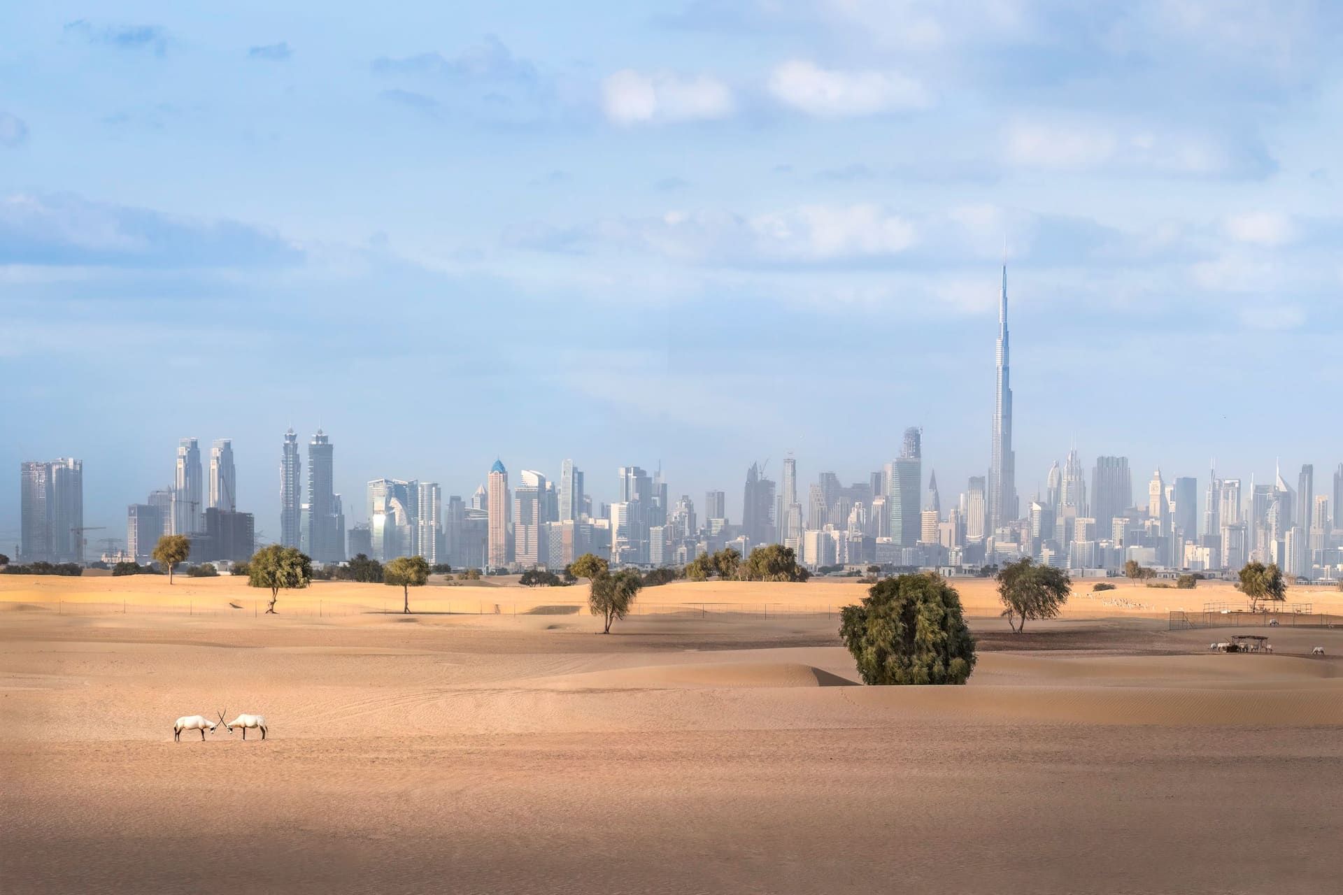 Two white oryx face each other on open sand, with trees and the Dubai skyline behind them