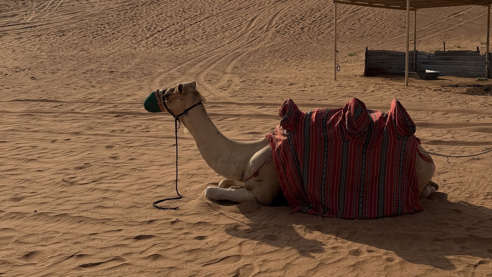 A camel resting on red sand in a red striped blanket