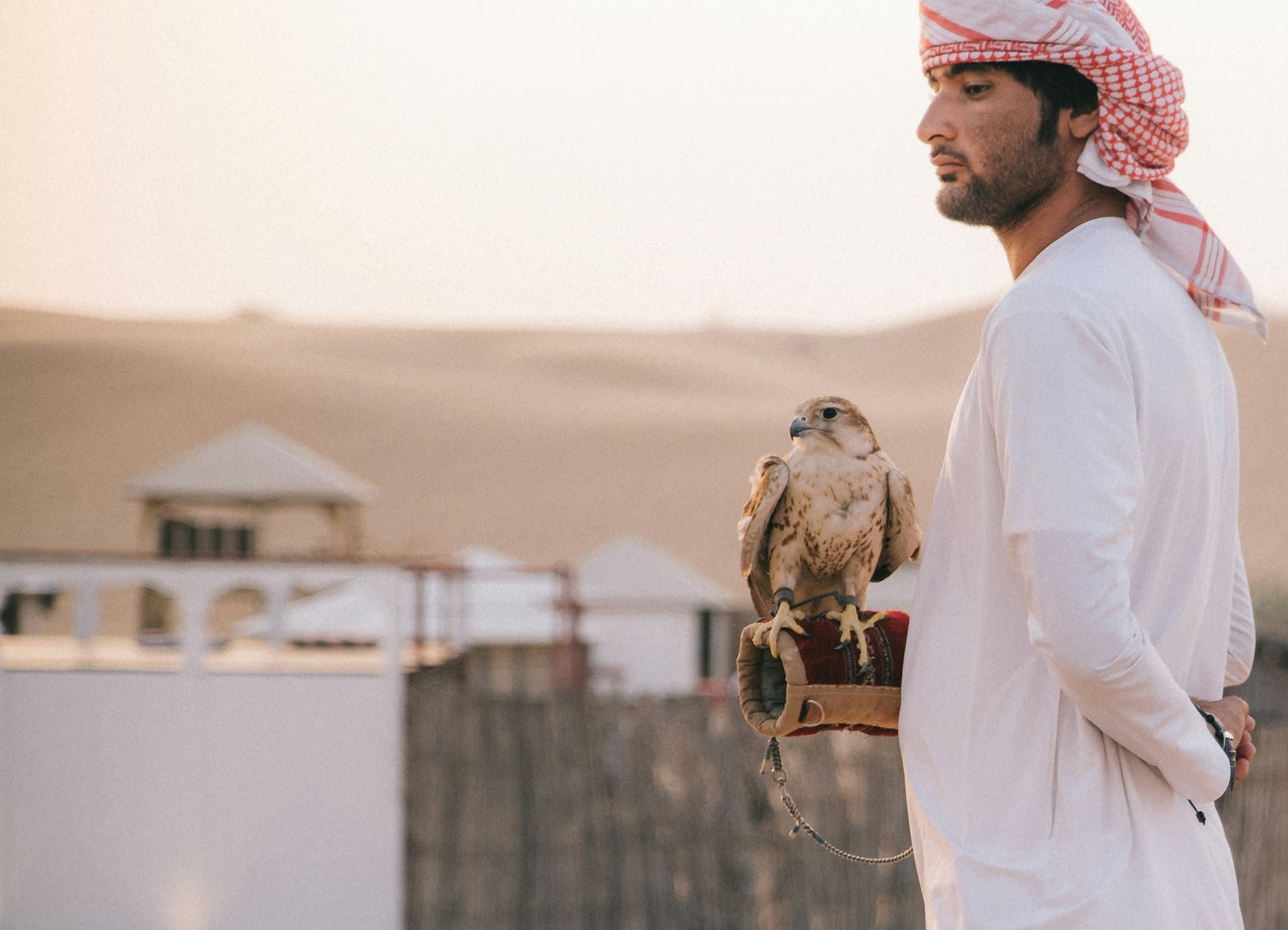 Master falconer in kandura holding a hooded saker falcon on a leather mangalah glove at a Dubai desert camp