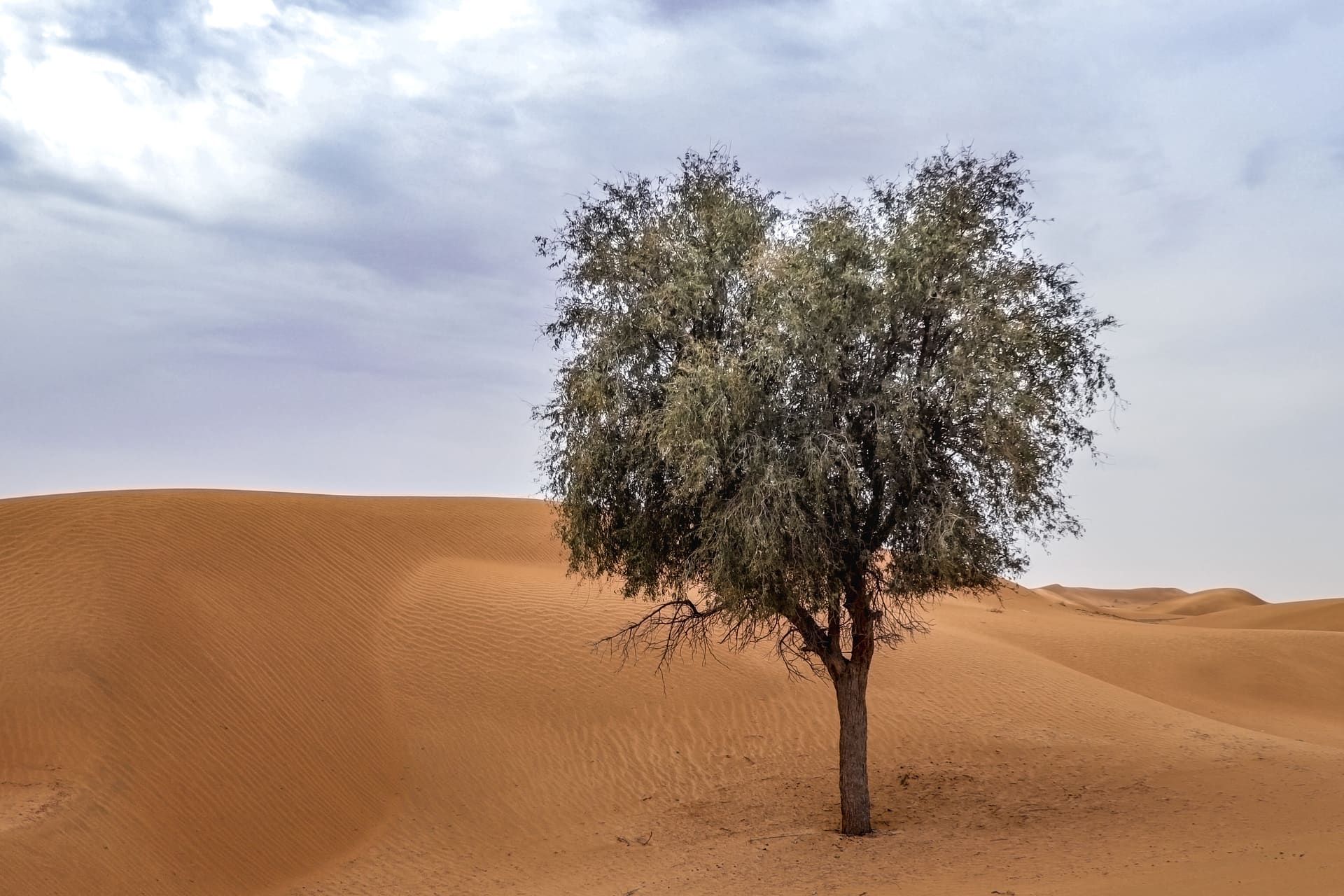 A single leafy tree standing alone on orange sand dunes under a cloudy sky