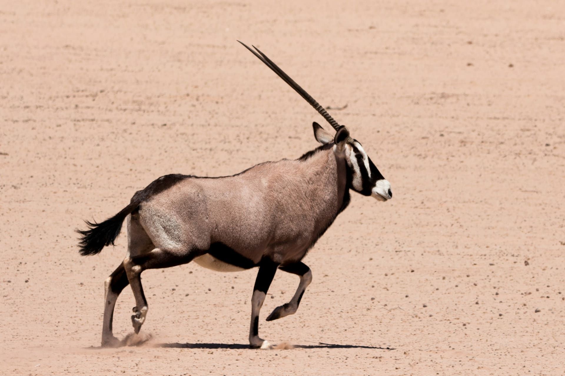 Oryx with long straight horns crossing open desert ground