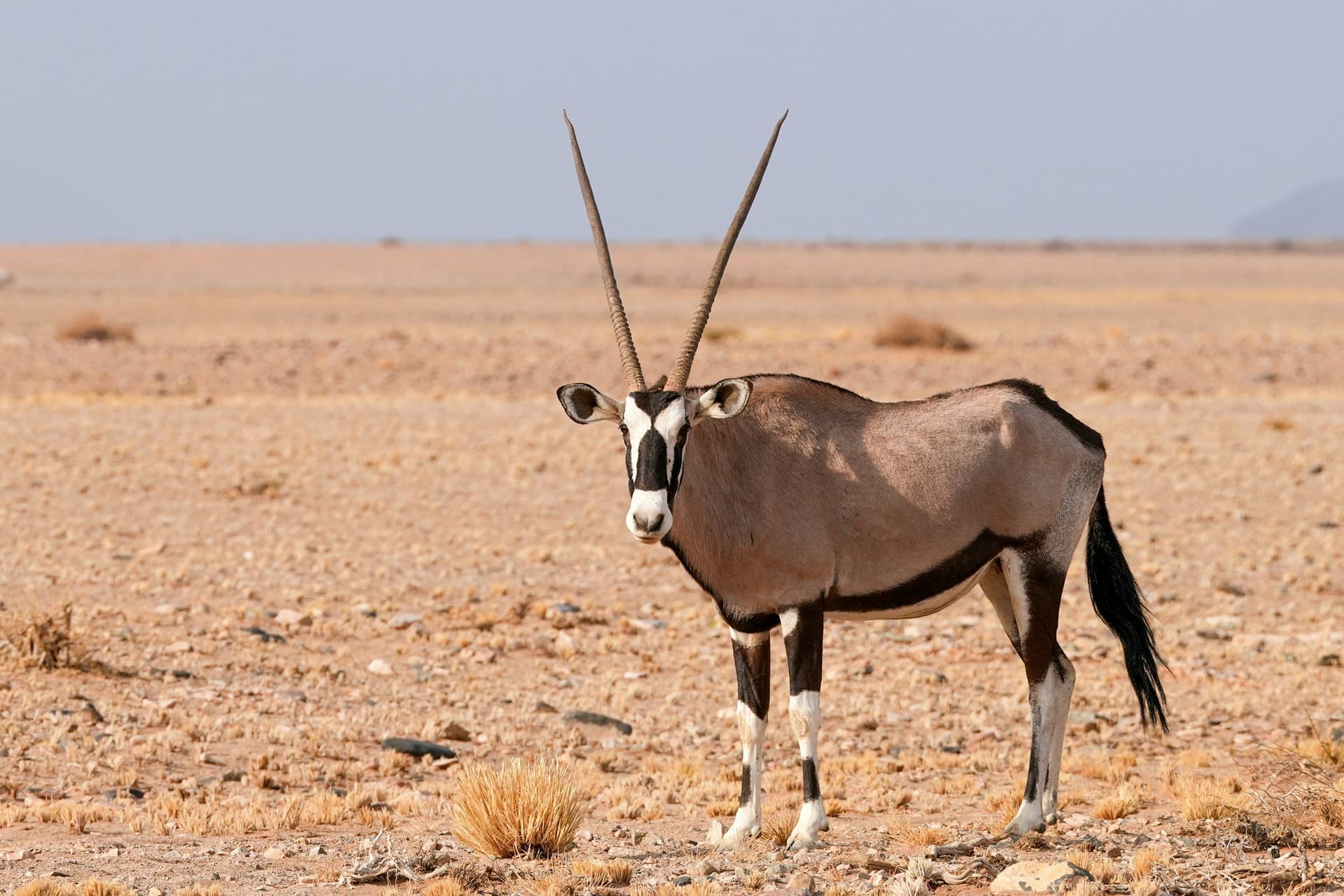 An Arabian gazelle silhouetted against pale dune ridges in the Al Marmoom reserve