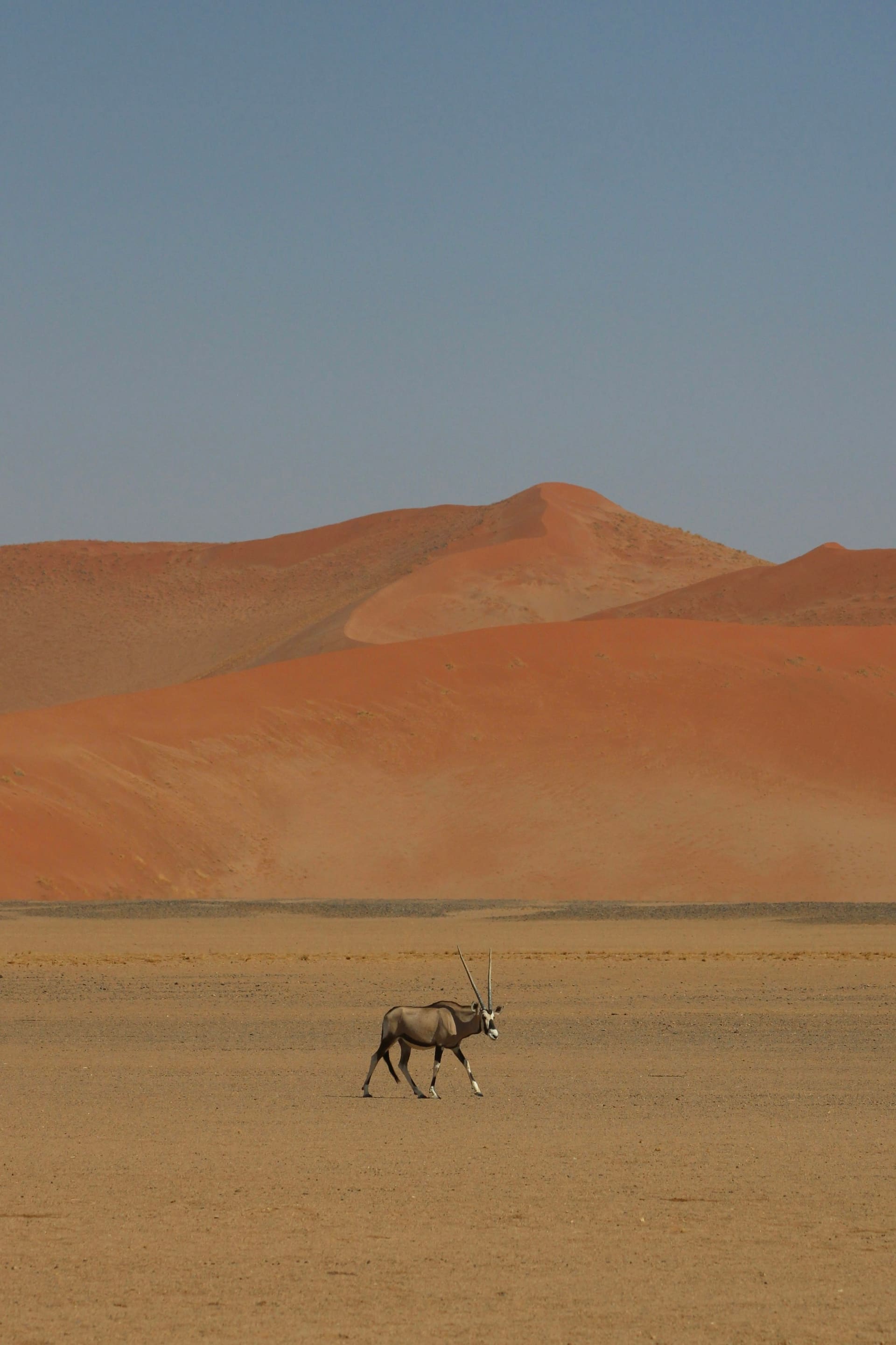 Camel caravan walking the Al Marmoom dune fringe at sunset