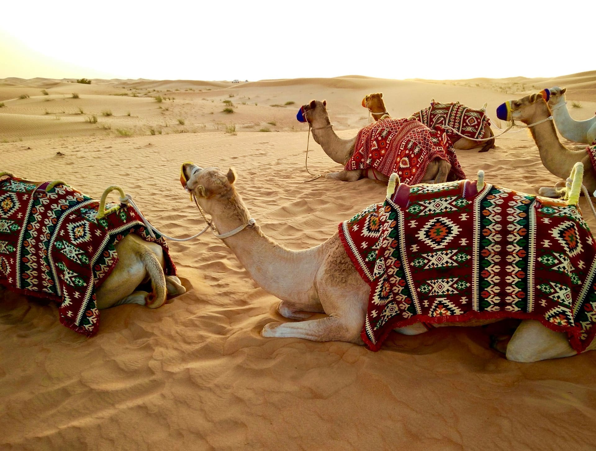 Camel herd at rest in the protected Dubai Desert Conservation Reserve