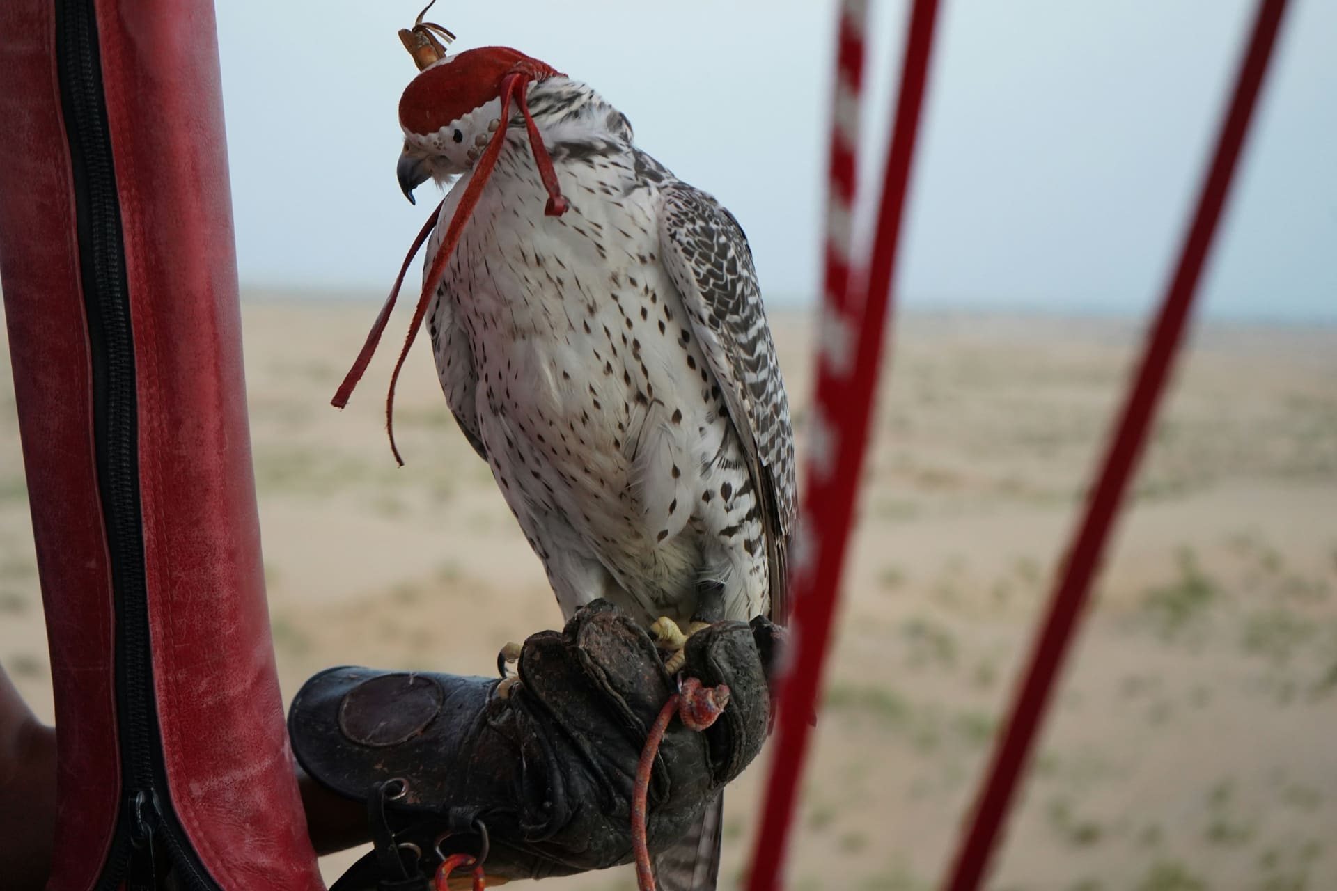 Falconer kandura sleeve bearing a hooded saker falcon between flights in the desert camp