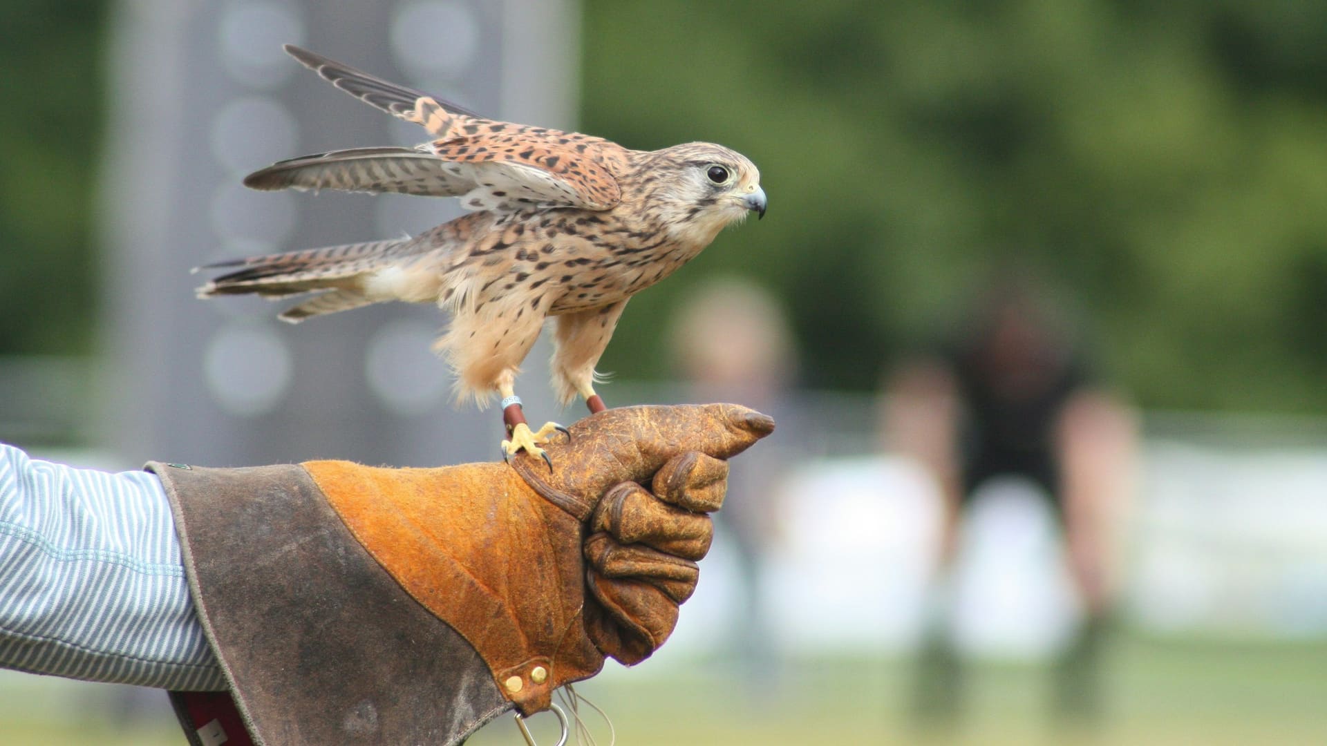 Peregrine falcon on a falconer glove