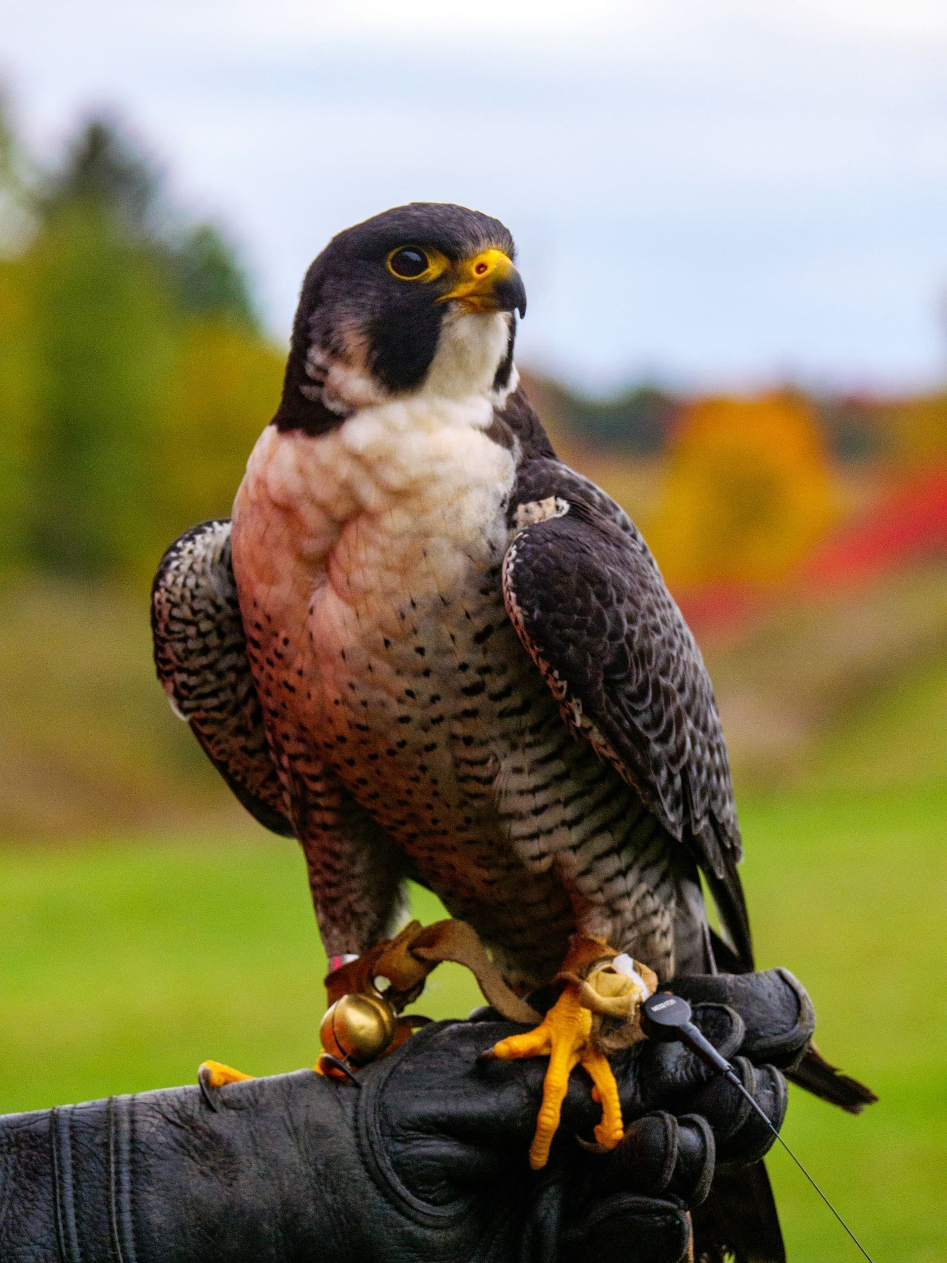 Saker falcon held in an open palm with a desert dune backdrop near the Saluki Centre