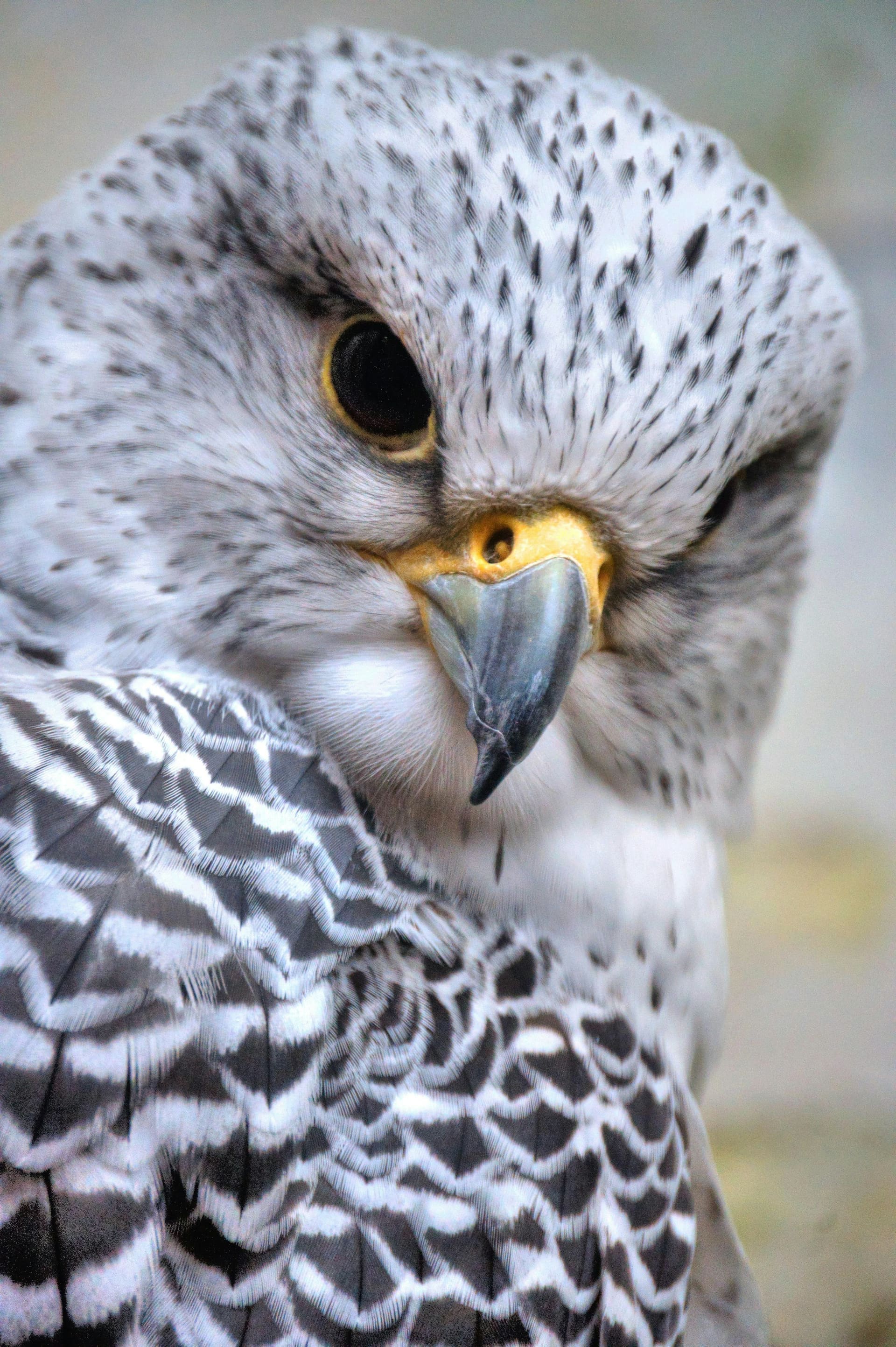 Close-up portrait of a saker falcon on a leather perch at a Dubai desert safari camp