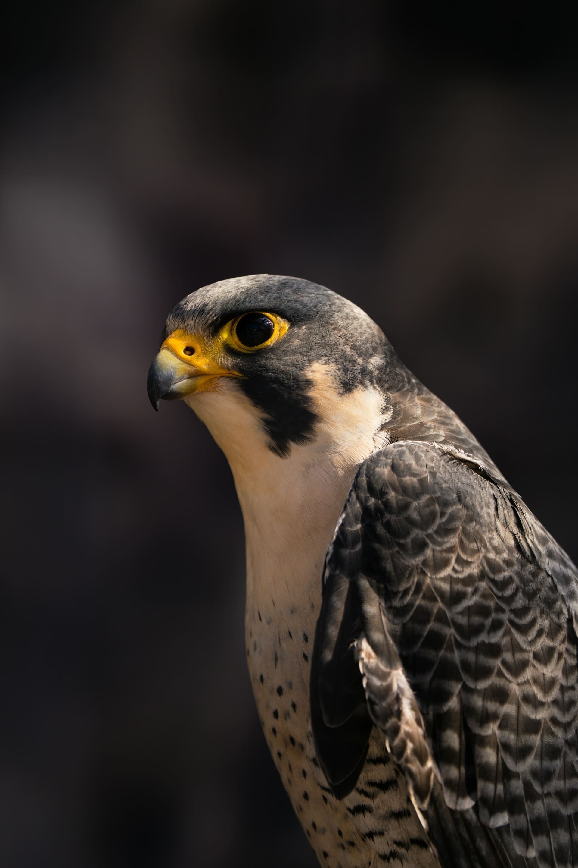 Yellow-rimmed eyes of a saker falcon at the Sheikh Zayed Falcon Release Programme display