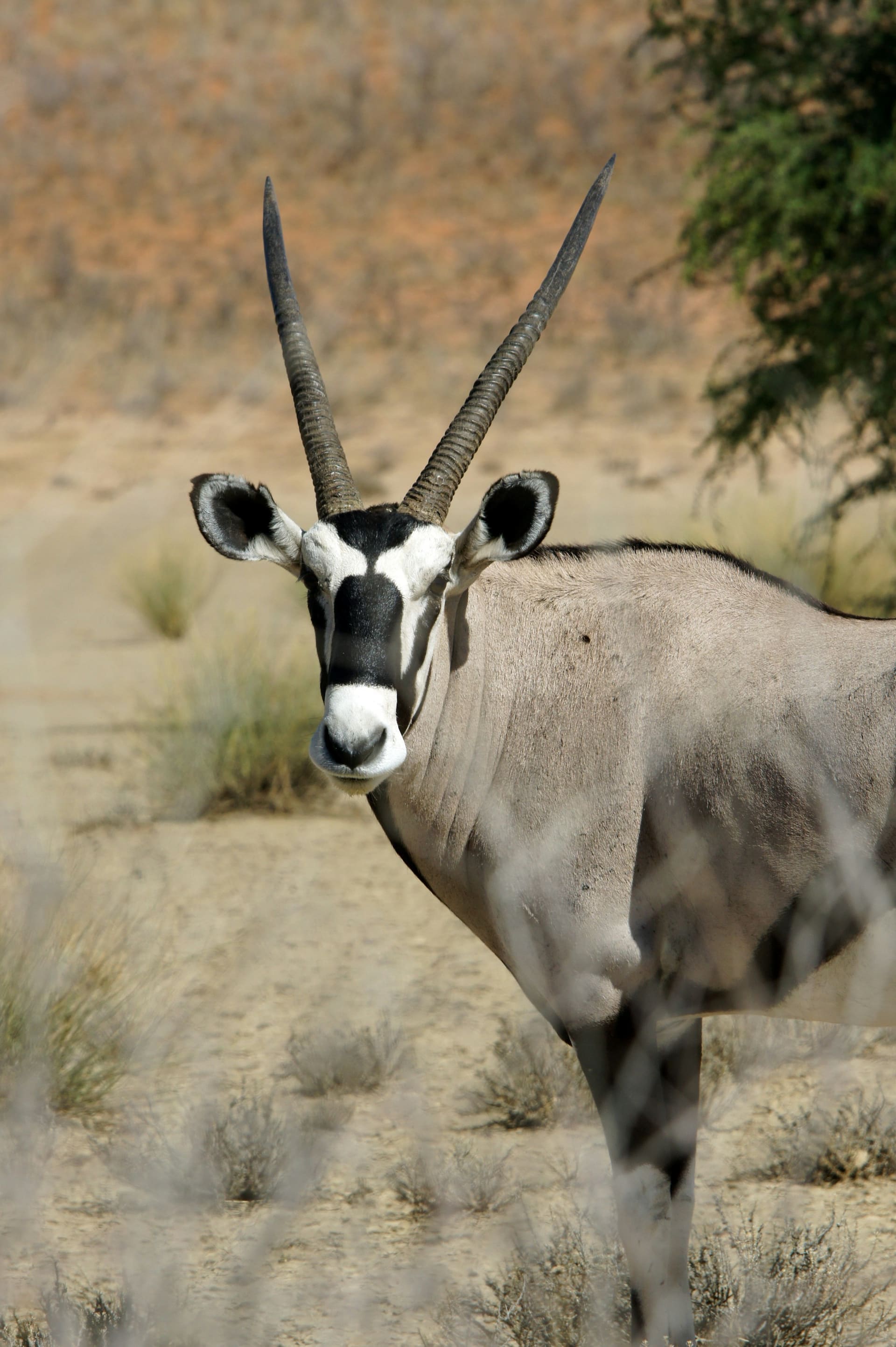 Oryx beside the freshwater Al Qudra Lakes at dawn