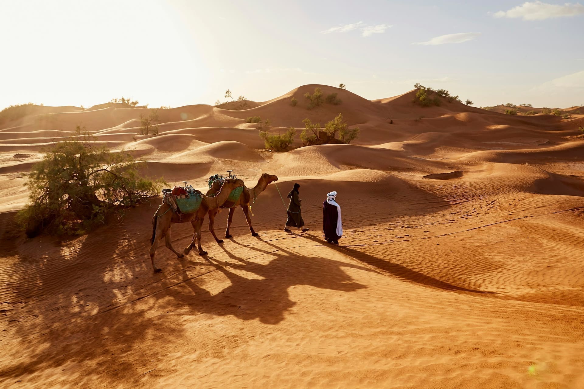 Two camels walking single file along a dune ridge under late afternoon light